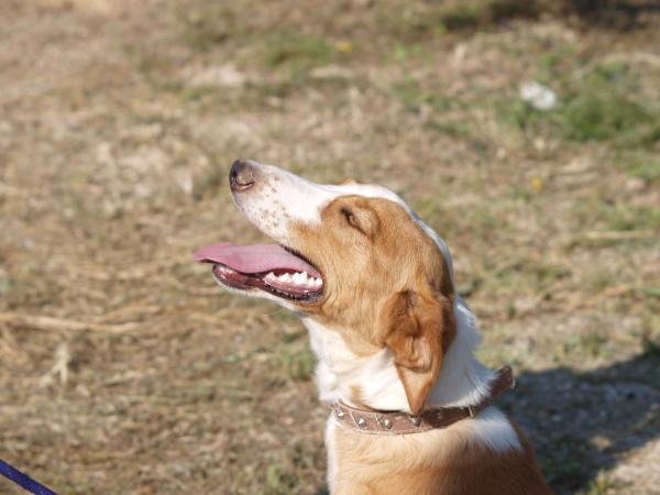 Joker- Adoptado 