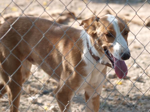 Joker- Adoptado 