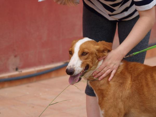 Joker- Adoptado 