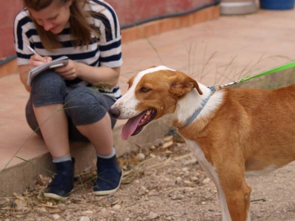 Joker- Adoptado 