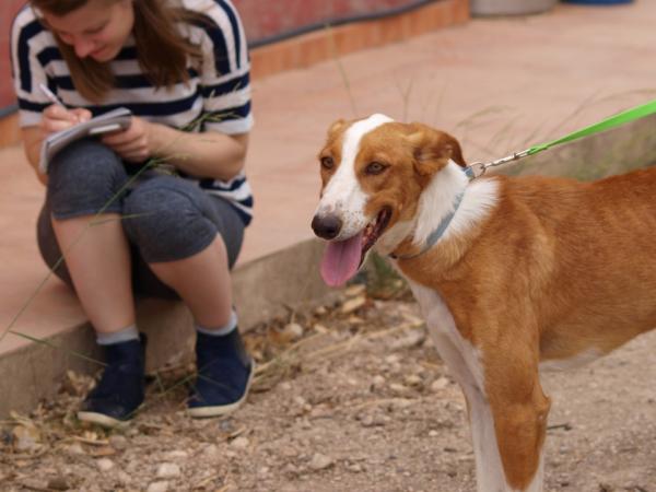 Joker- Adoptado 