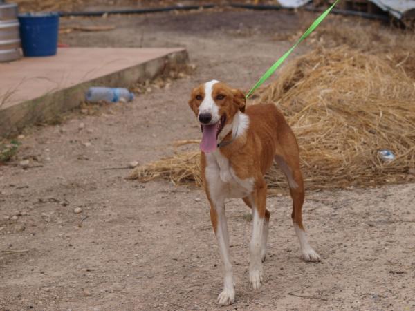 Joker- Adoptado 