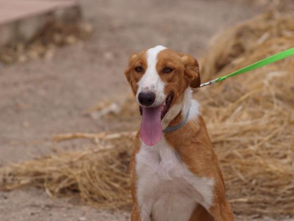 Joker- Adoptado 