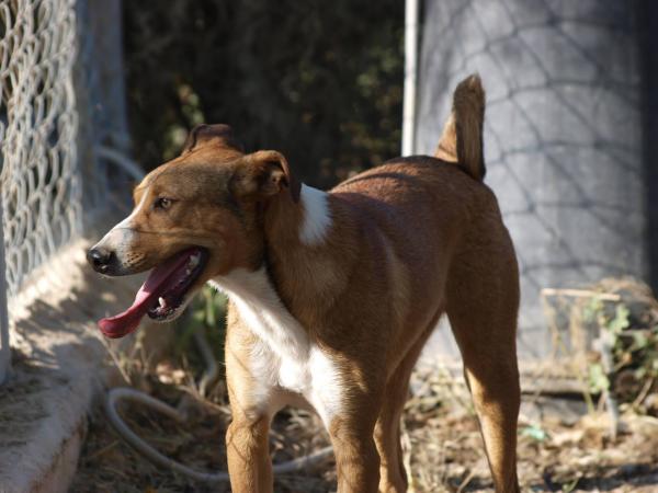 Rudy - cedido a Protectora El Cobijo