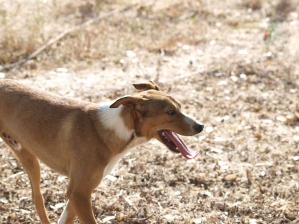 Rudy - cedido a Protectora El Cobijo