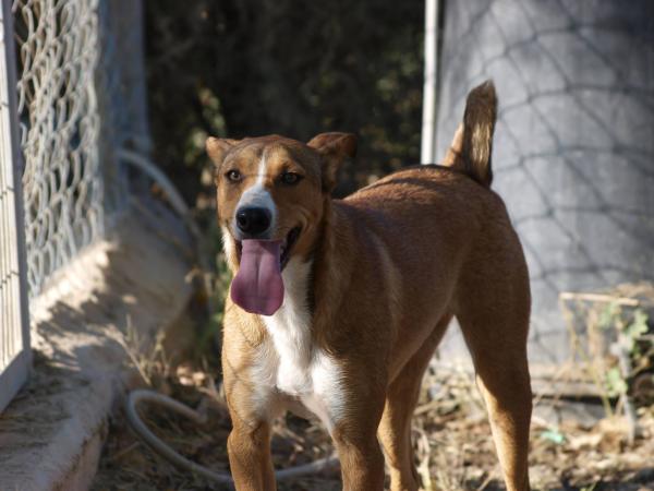 Rudy - cedido a Protectora El Cobijo