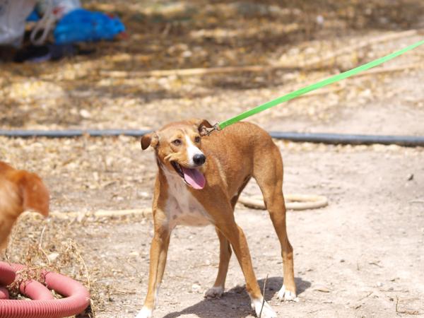 Rudy - cedido a Protectora El Cobijo