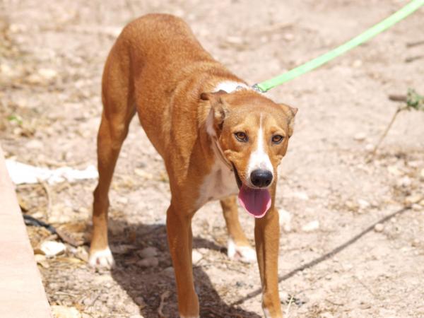 Rudy - cedido a Protectora El Cobijo