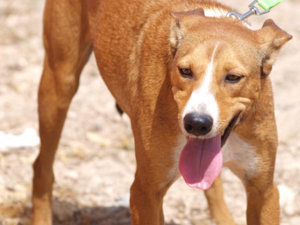 Rudy - cedido a Protectora El Cobijo