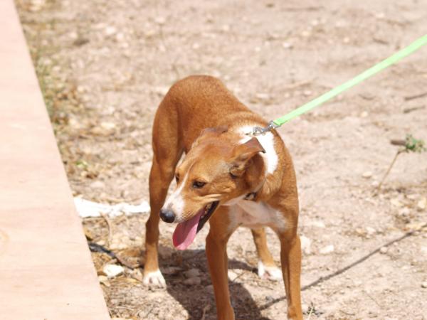 Rudy - cedido a Protectora El Cobijo