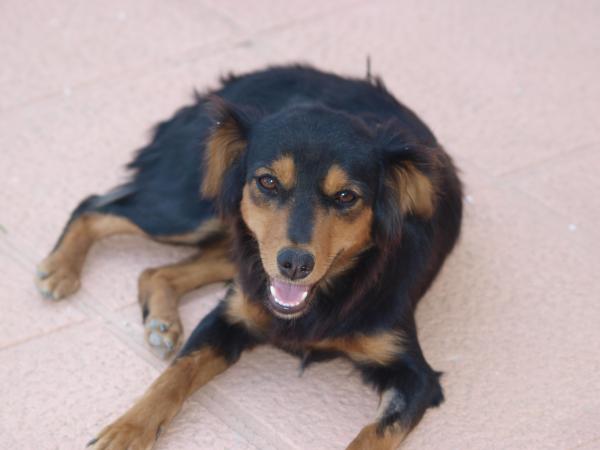 Lola -Adoptada Suecia.