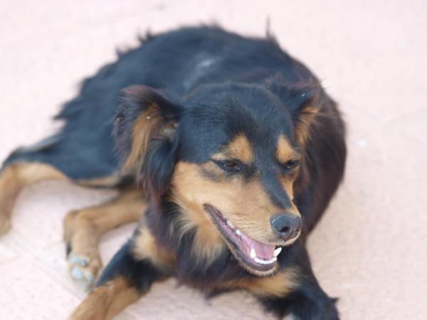 Lola -Adoptada Suecia.