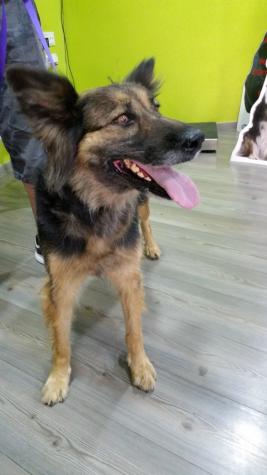 Dora