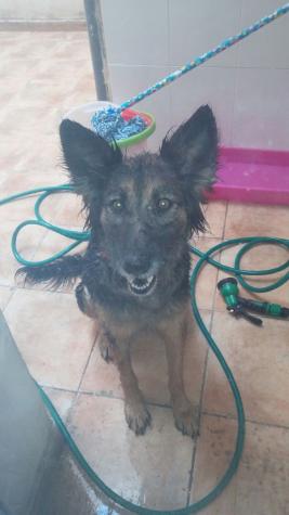 Dora