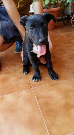 Bonnie (negra hembra) y Clyde (marrón macho)