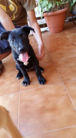 Bonnie (negra hembra) y Clyde (marrón macho)