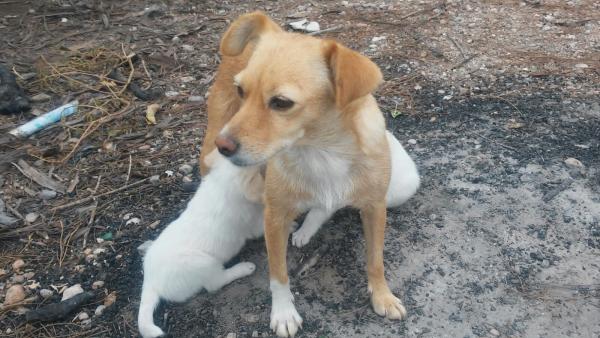 Kiko y koko y Mami