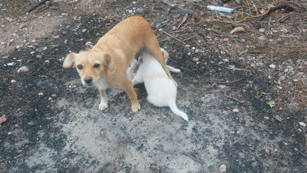 Kiko y koko y Mami