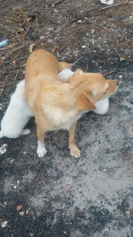 Kiko y koko y Mami