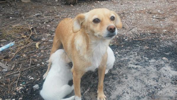 Kiko y koko y Mami