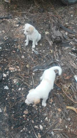 Kiko y koko y Mami