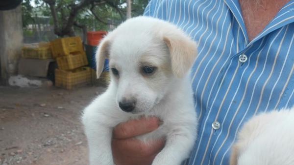 Kiko y koko y Mami