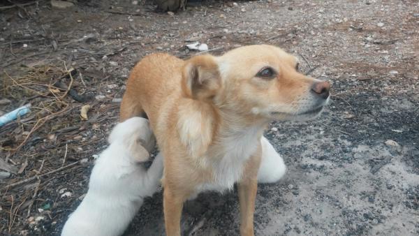 Kiko y koko y Mami