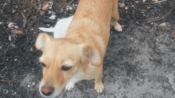 Kiko y koko y Mami