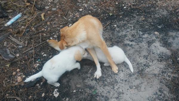 Kiko y koko y Mami