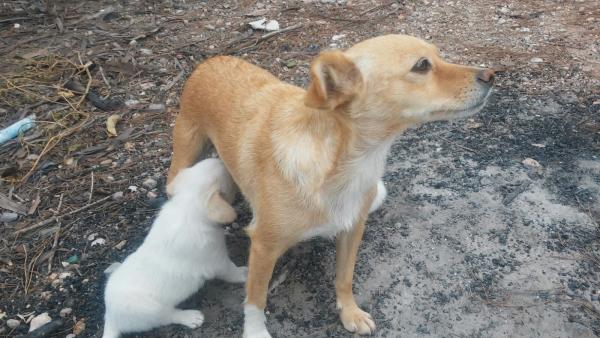 Kiko y koko y Mami