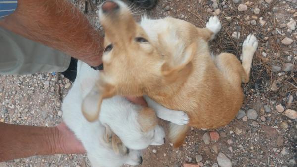 Kiko y koko y Mami