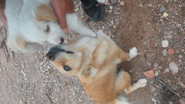 Kiko y koko y Mami