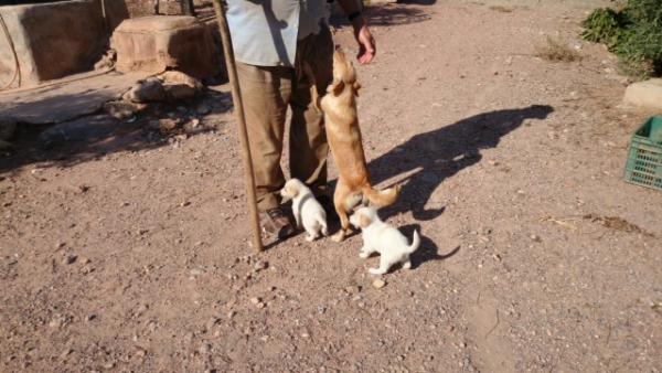 Kiko y koko y Mami