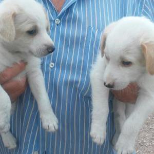 Kiko y koko y Mami