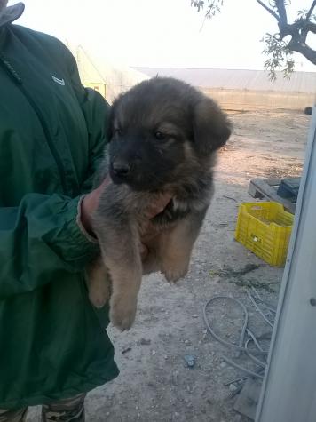 Camada cachorros grandes