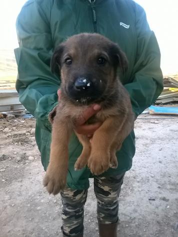 Camada cachorros grandes