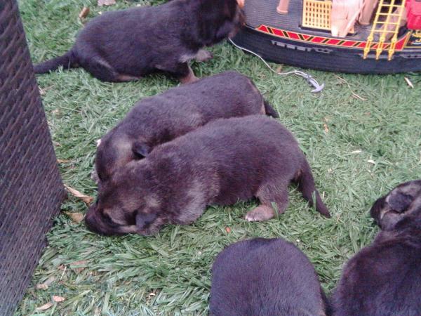 Cachorritos Mama Pastor Aleman