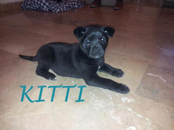 Kitti - Busca nuevo hogar