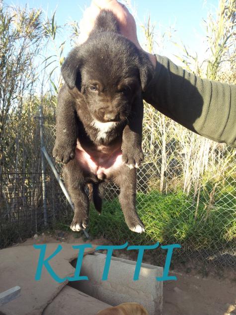Kitti - Busca nuevo hogar