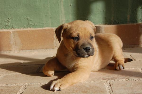 cachorros BOMBONES