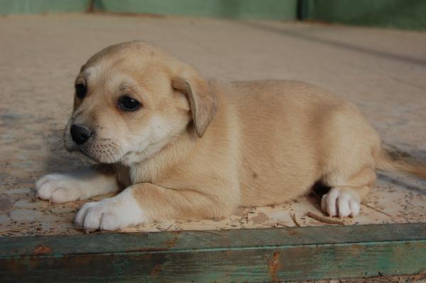 cachorros BOMBONES