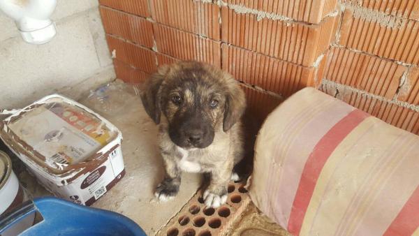 Cachorros abandonados