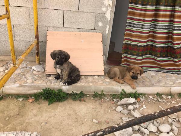 Cachorros abandonados