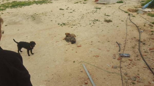 Cachorros abandonados