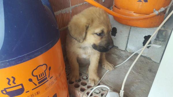 Cachorros abandonados