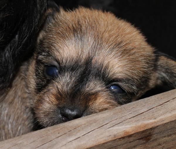 Caso externo. CACHORRITOS NOA