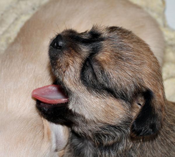 Caso externo. CACHORRITOS NOA