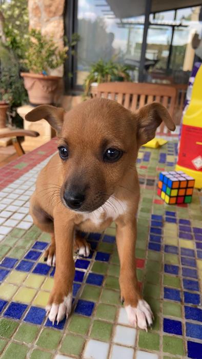 Rudi Cachorrito