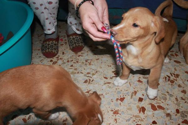 ESPINETE y TOM (adoptado)