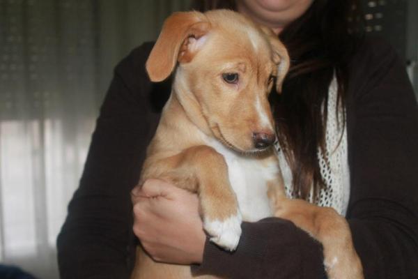 ESPINETE y TOM (adoptado)
